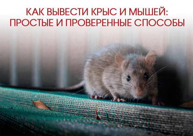 Как вывести крыс и мышей в Воскресенске: простые и проверенные способы