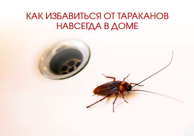 Как избавиться от тараканов в доме в Воскресенске